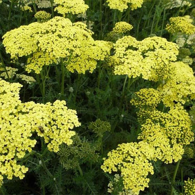 Achillea Credo - Milenrama (Floración)