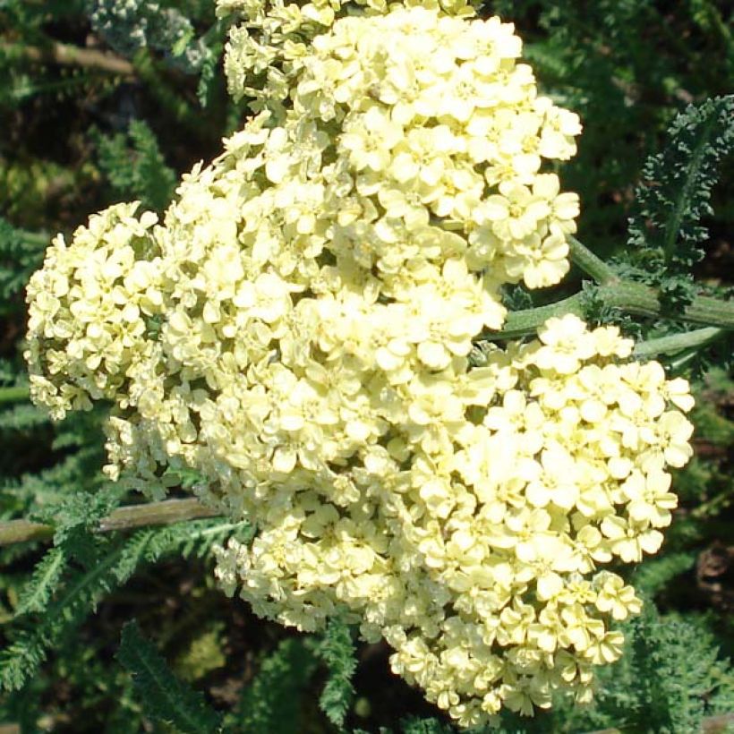 Milenrama Hella Glashoff - Achillea millefolium (Floración)