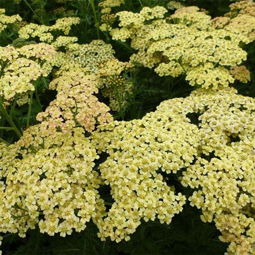 Achillea Hoffnung - Milenrama (Floración)