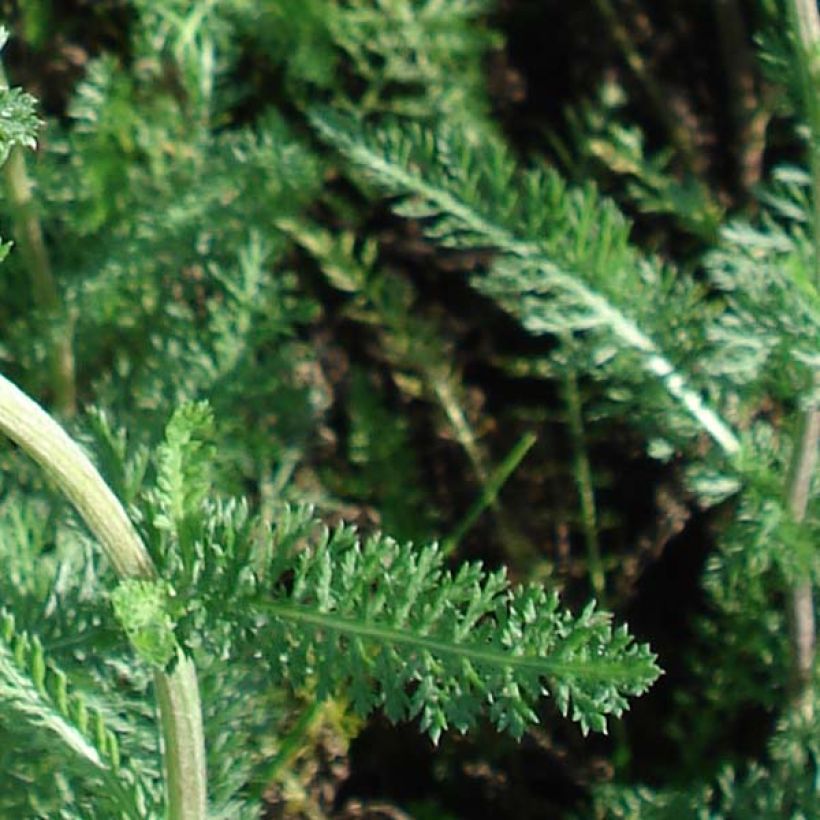 Milenrama Salmon Beauty - Achillea millefolium (Follaje)