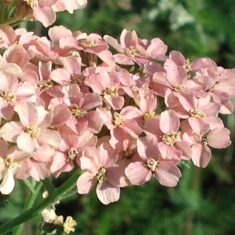 Milenrama Salmon Beauty - Achillea millefolium (Floración)