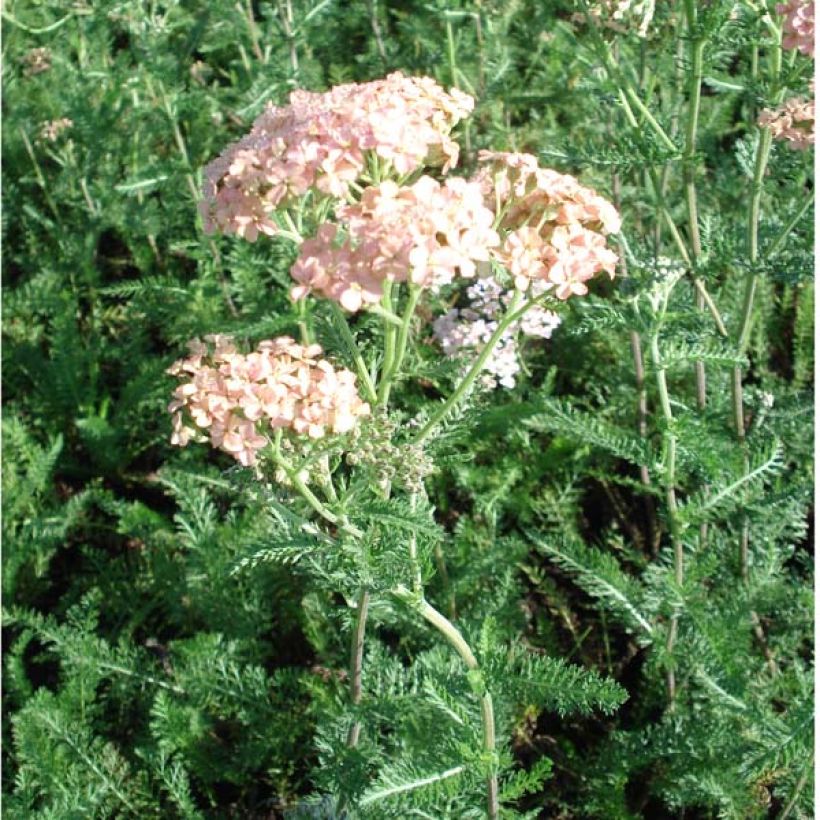 Milenrama Salmon Beauty - Achillea millefolium (Porte)