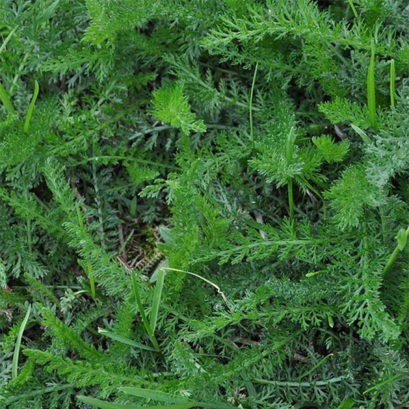 Achillea filipendulina Helios - Aquilea amarilla (Follaje)