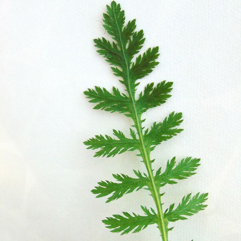 Achillea fillipendulina Cloth of Gold - Aquilea amarilla (Follaje)