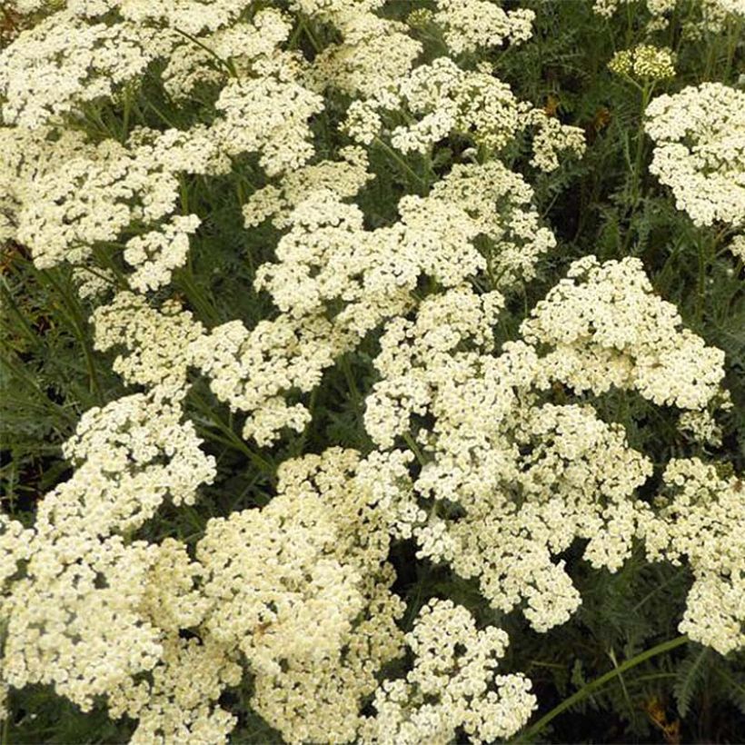 Milenrama Alabaster - Achillea millefolium (Floración)