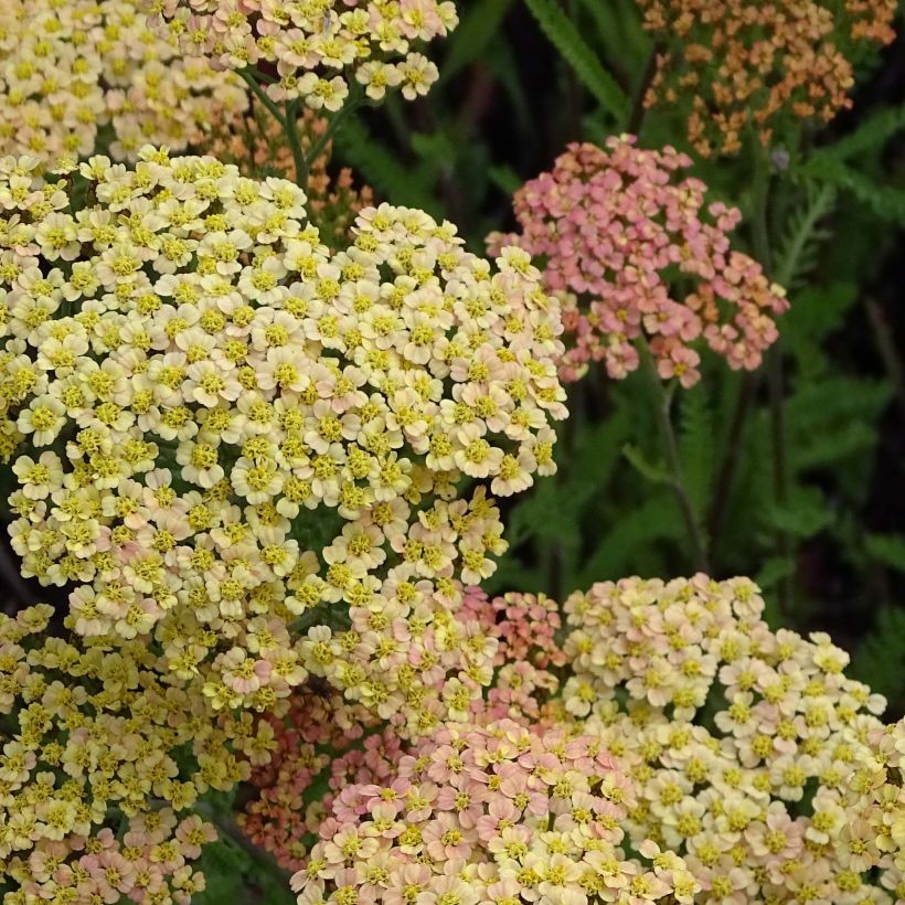 Milenrama Hannelore Pahl - Achillea millefolium (Floración)