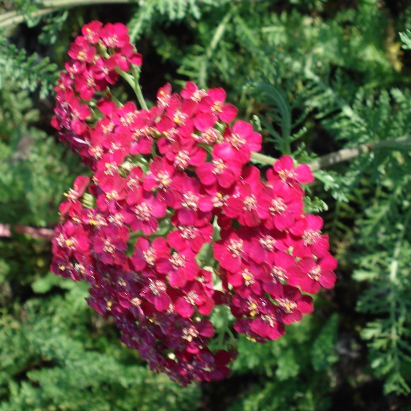 Milenrama Lachsschönheit - Achillea millefolium (Floración)