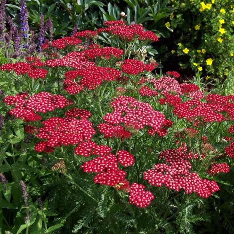 Milenrama Peggy Sue - Achillea millefolium (Floración)