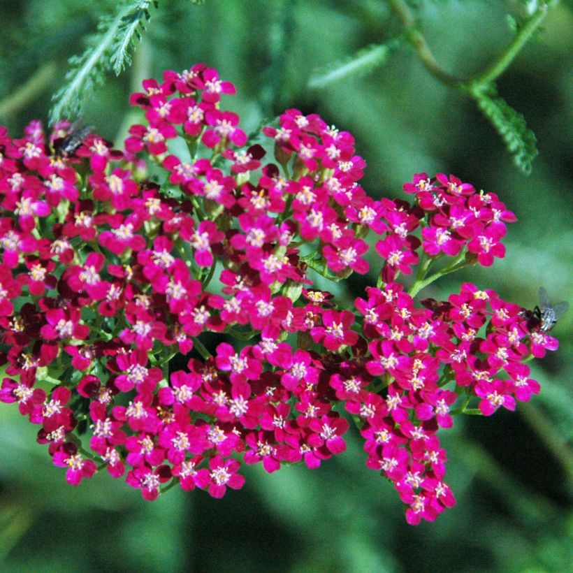 Milenrama Red Beauty - Achillea millefolium (Floración)