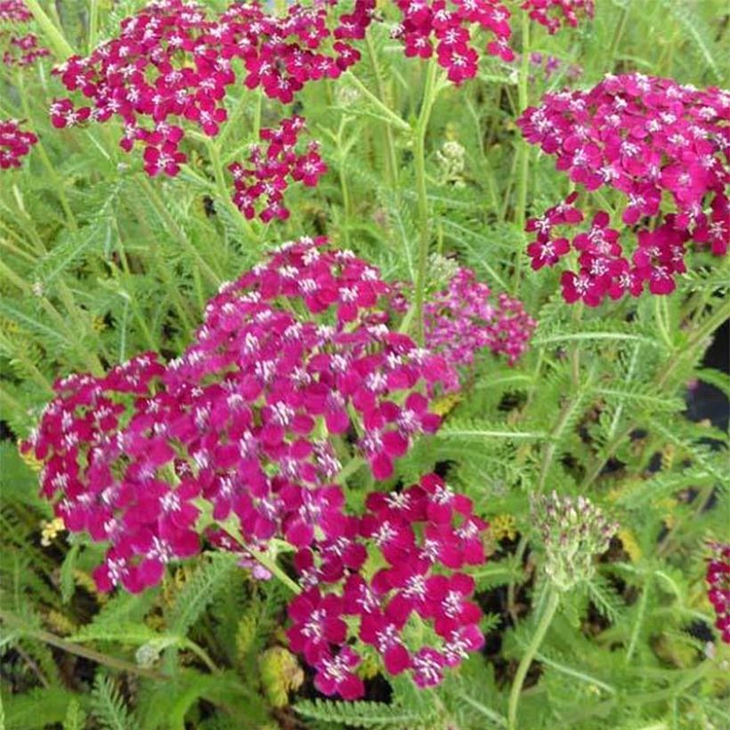 Milenrama Sammetriese - Achillea millefolium (Floración)