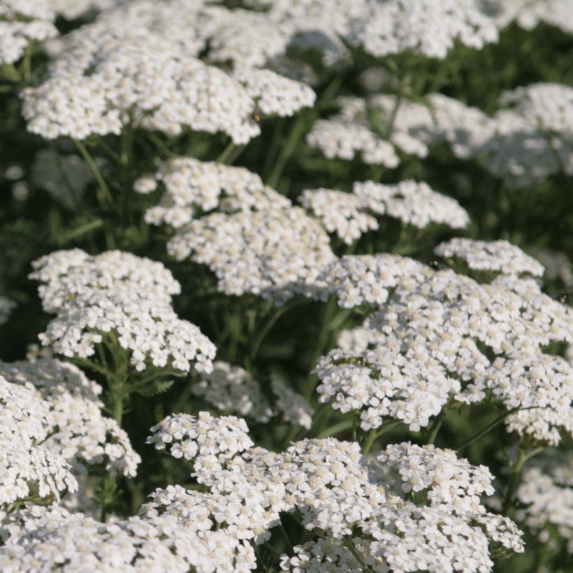 Milenrama Schneetaler - Achillea millefolium (Floración)