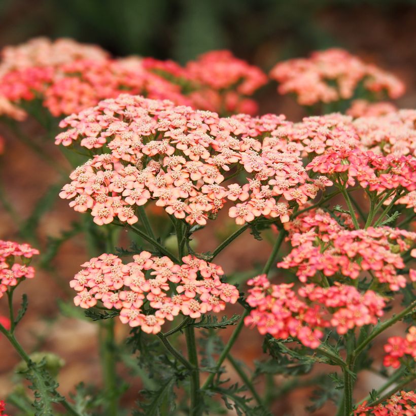 Milenrama Tutti Frutti Apricot Delight - Achillea millefolium (Floración)