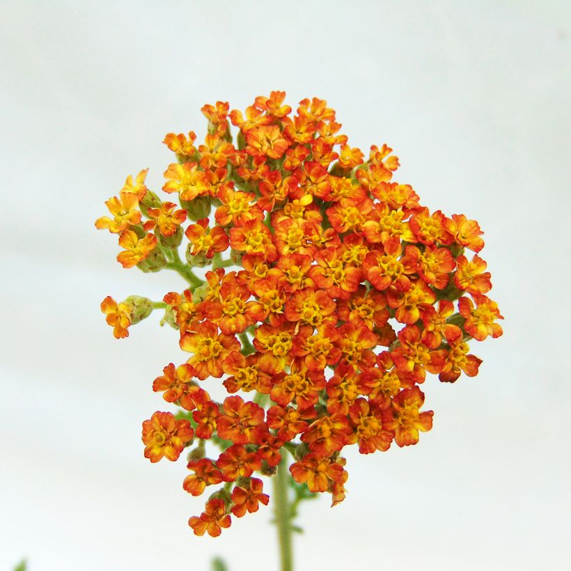 Milenrama Feuerland - Achillea millefolium (Floración)