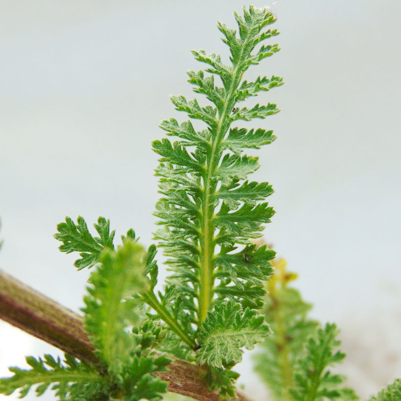 Milenrama Heinrich Vogeler - Achillea millefolium (Follaje)