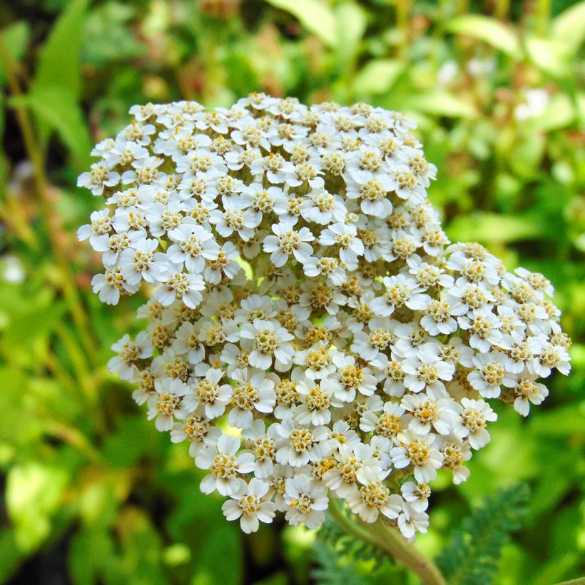 Milenrama Heinrich Vogeler - Achillea millefolium (Floración)