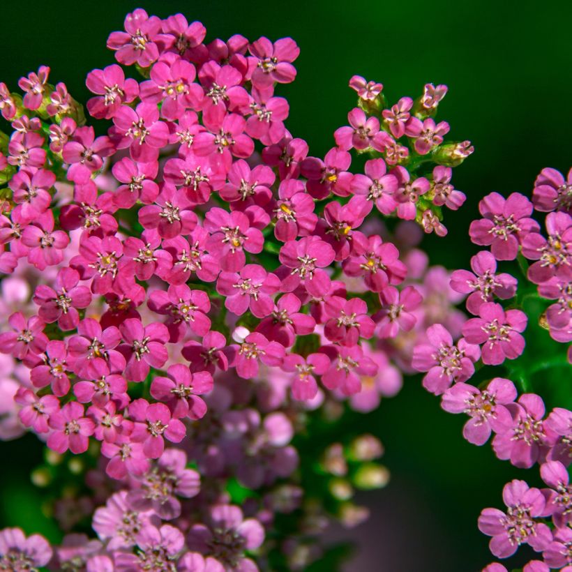 Milenrama Lilac Beauty - Achillea millefolium (Floración)