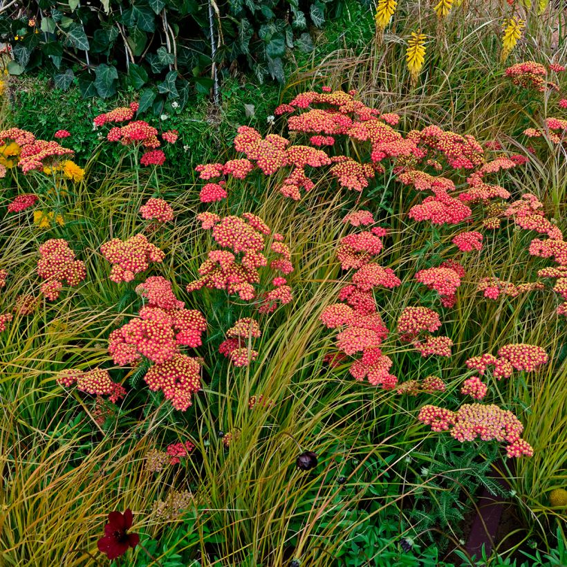 Milenrama Paprika - Achillea millefolium (Porte)