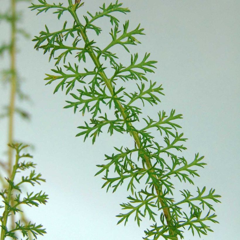 Milenrama Petra - Achillea millefolium (Follaje)