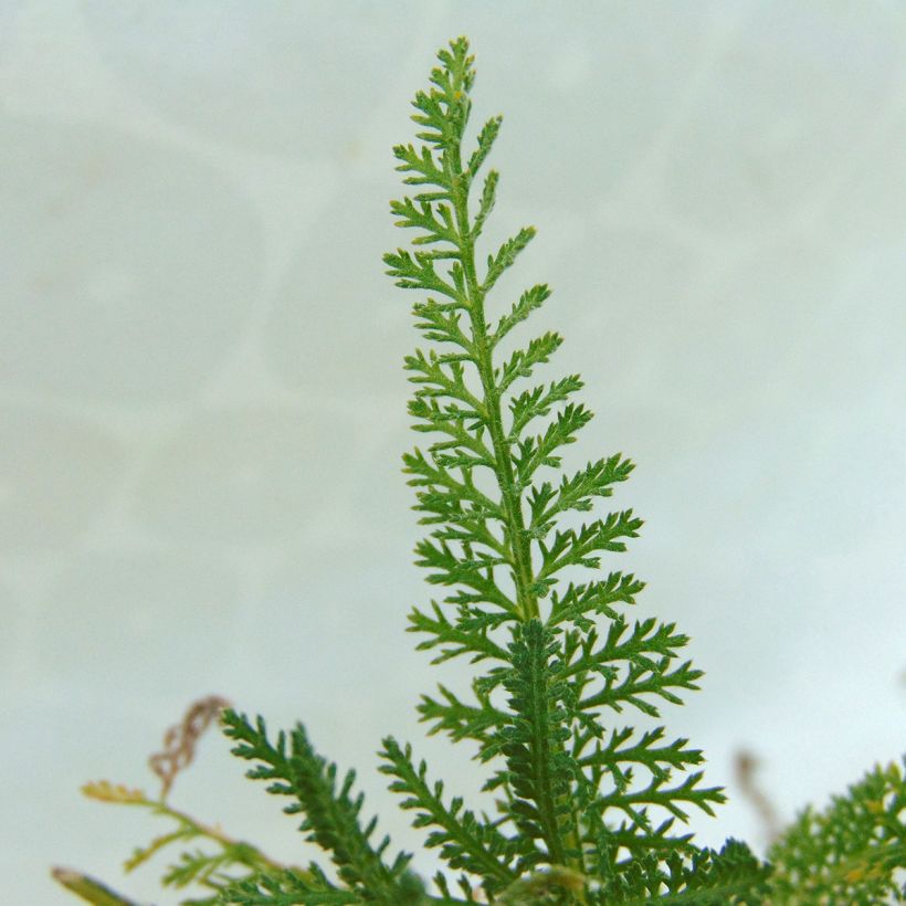 Milenrama Pomegranate - Achillea millefolium (Follaje)