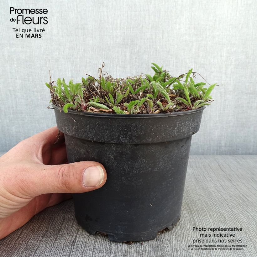 Achillée millefolium Summer Pastels en pot de 2L/3L Ejemplar entregado en invierno