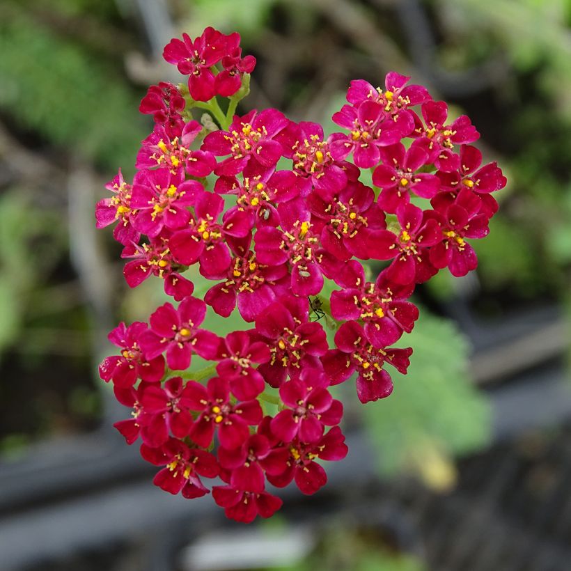 Milenrama Summerwine - Achillea millefolium (Floración)