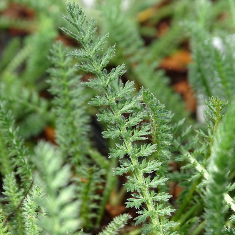 Milenrama Terracotta - Achillea millefolium (Follaje)