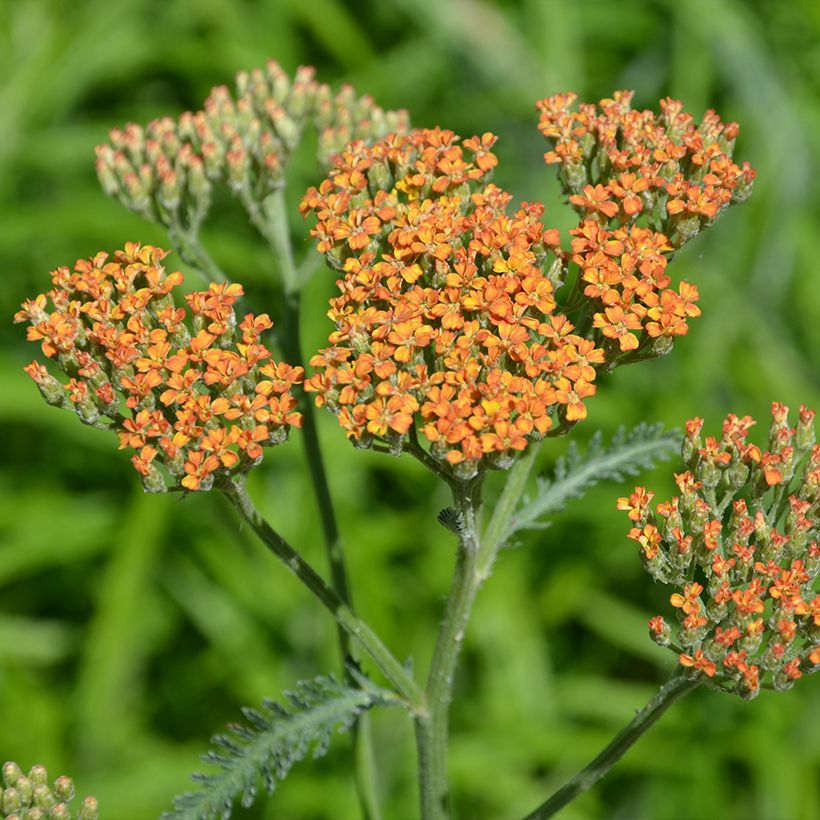 Milenrama Terracotta - Achillea millefolium (Floración)