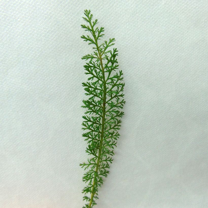 Milenrama Velours - Achillea millefolium (Follaje)