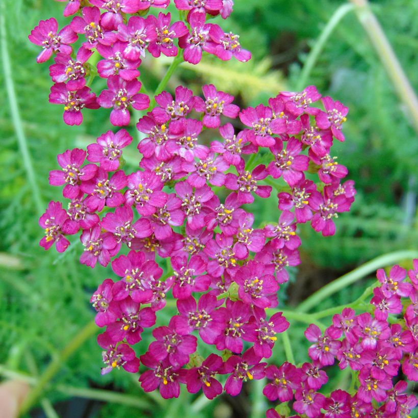 Milenrama Velours - Achillea millefolium (Floración)