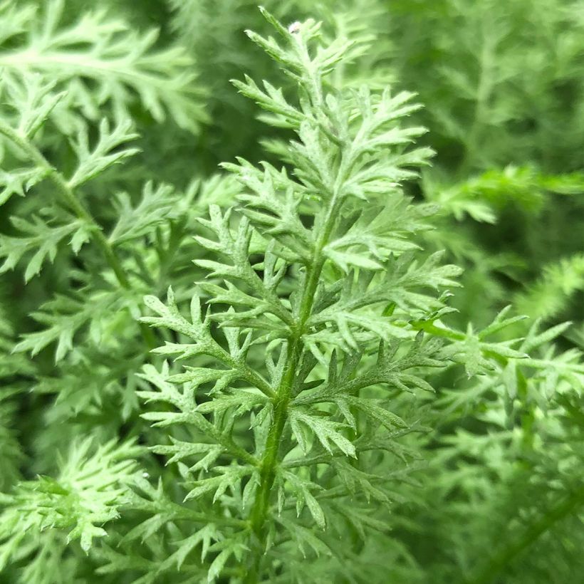 Milenrama Paprika - Achillea millefolium (Follaje)