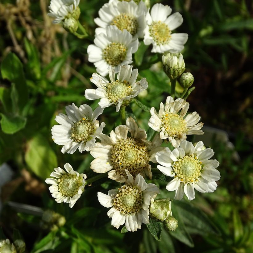 Achillea ptarmica Nana Compacta (Floración)