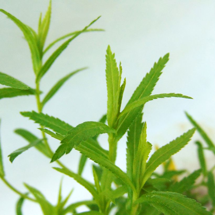 Achillea ptarmica The Pearl (Follaje)