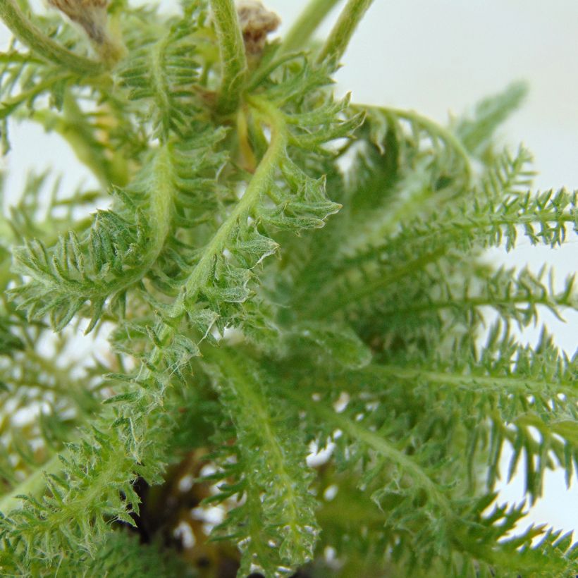 Achillea tomentosa - Milenrama almerilla (Follaje)