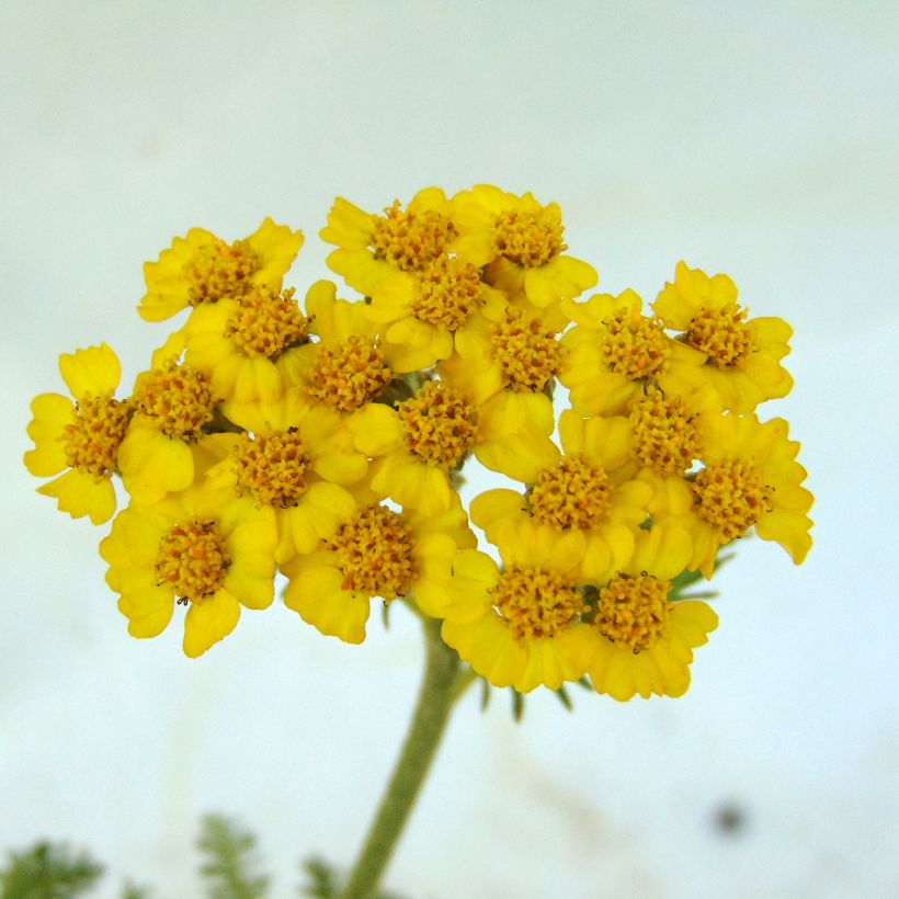 Achillea tomentosa - Milenrama almerilla (Floración)