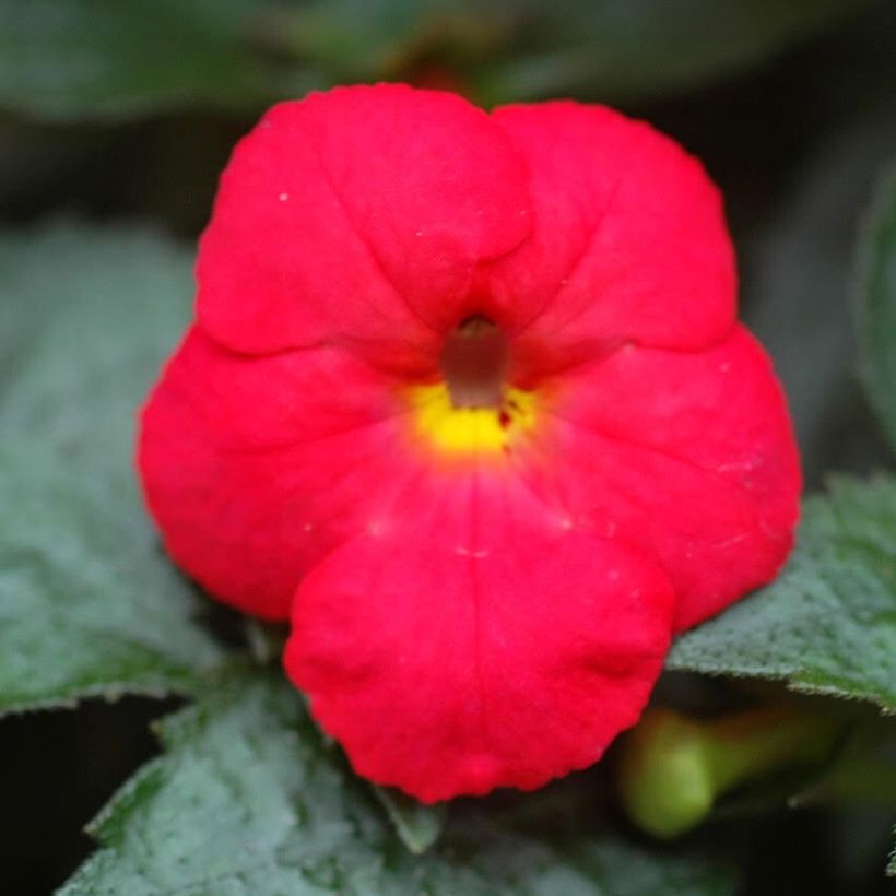 Achimenes Red (Floración)