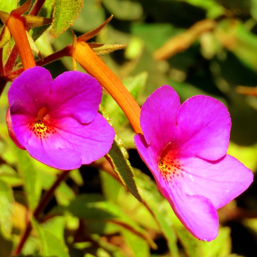 Achimenes Pink (Floración)