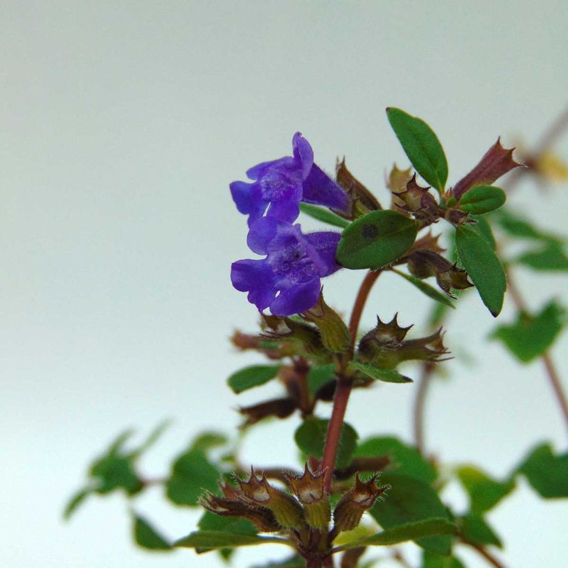 Albahaca agreste - Acinos alpinus (Floración)