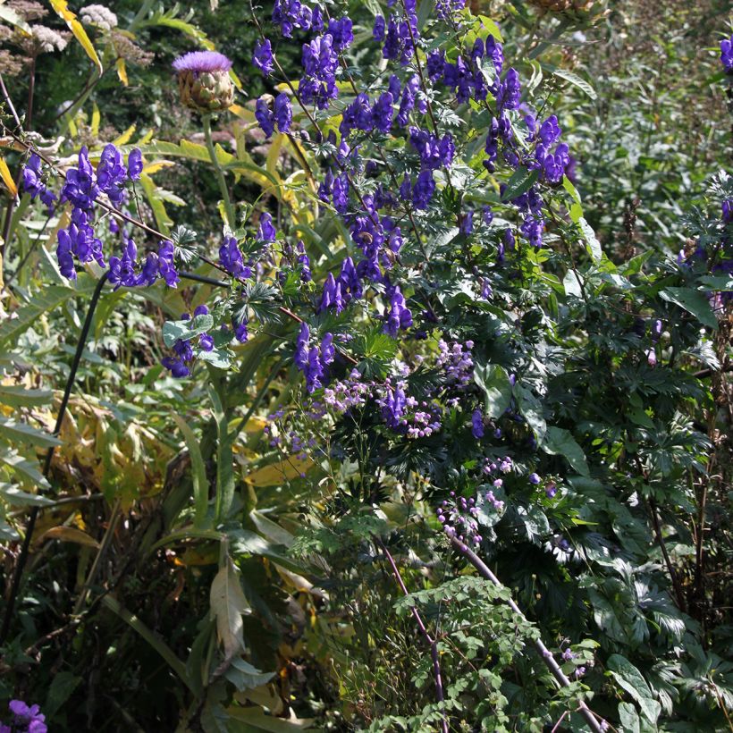 Aconitum pubiceps (Porte)