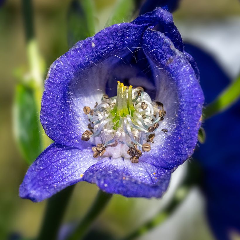 Aconitum carmichaelii Arendsii (Floración)