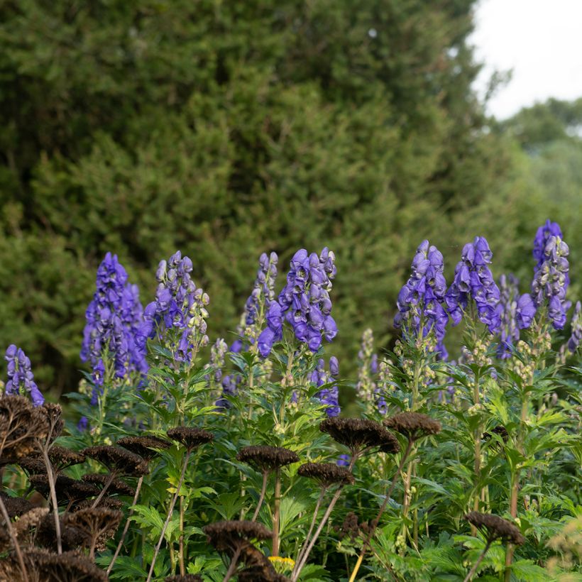 Aconitum carmichaelii Arendsii (Porte)