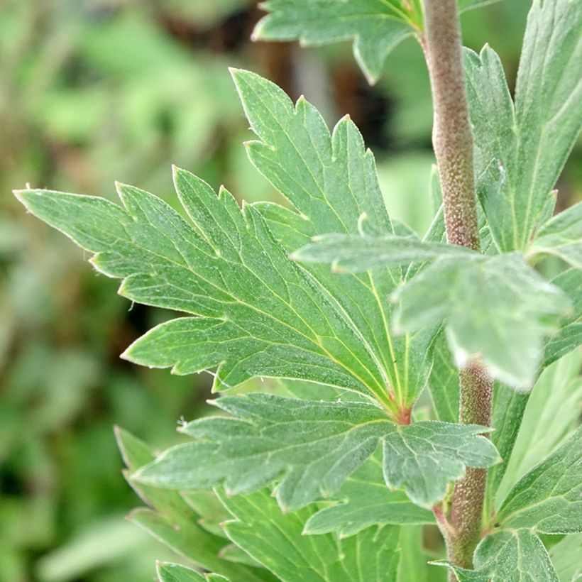 Aconitum fischeri (Follaje)