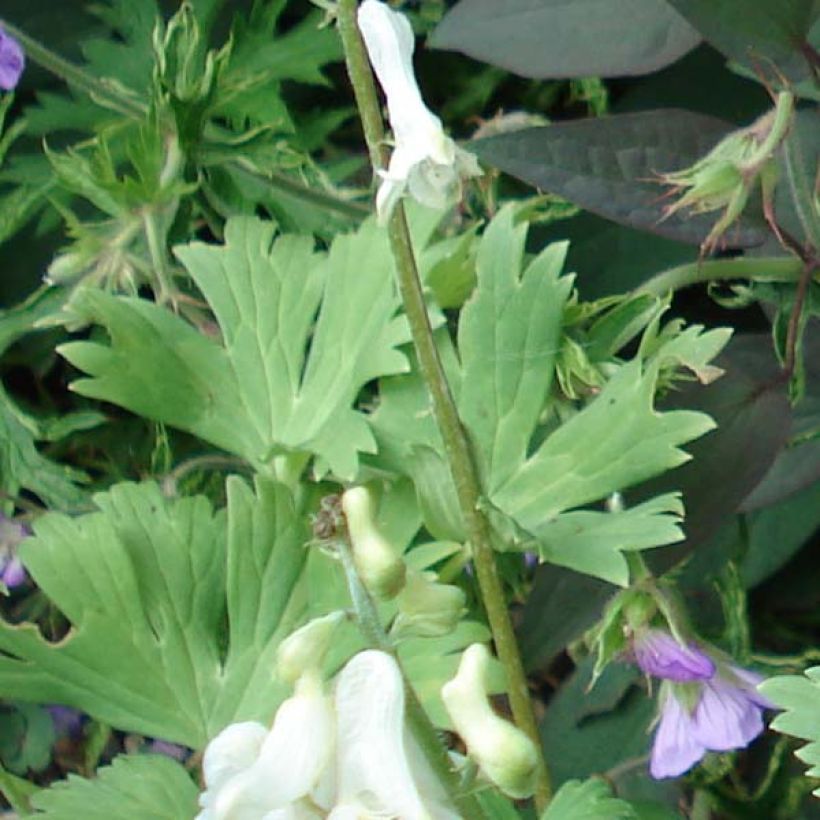 Aconitum septentrionale Ivorine (Follaje)