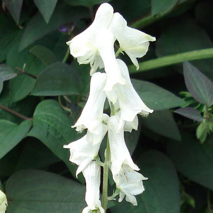 Aconitum septentrionale Ivorine (Floración)