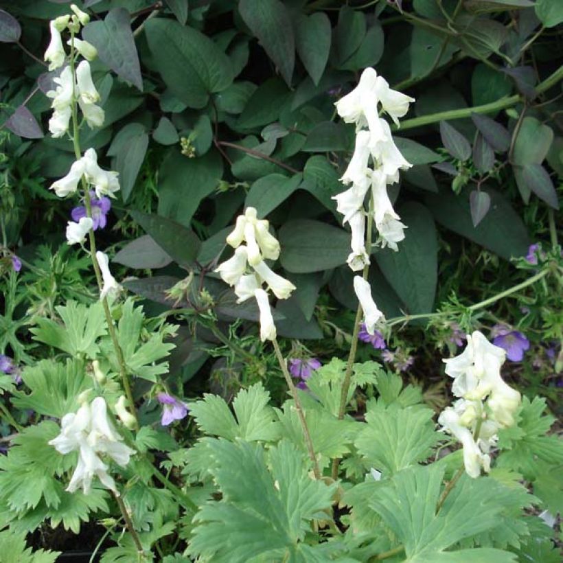 Aconitum septentrionale Ivorine (Porte)