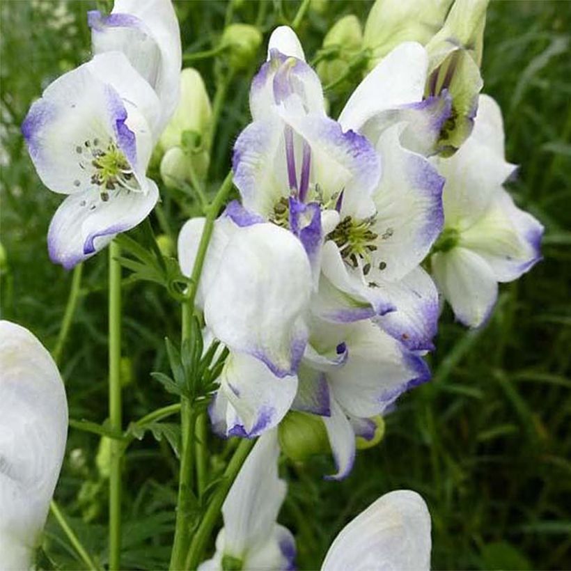 Aconitum cammarum Eleonora (Floración)