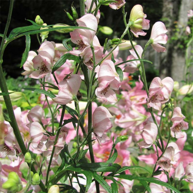 Aconitum Pink Sensation (Floración)