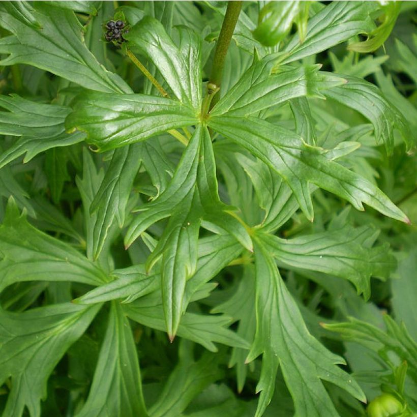 Aconitum henryi Spark's Variety (Follaje)