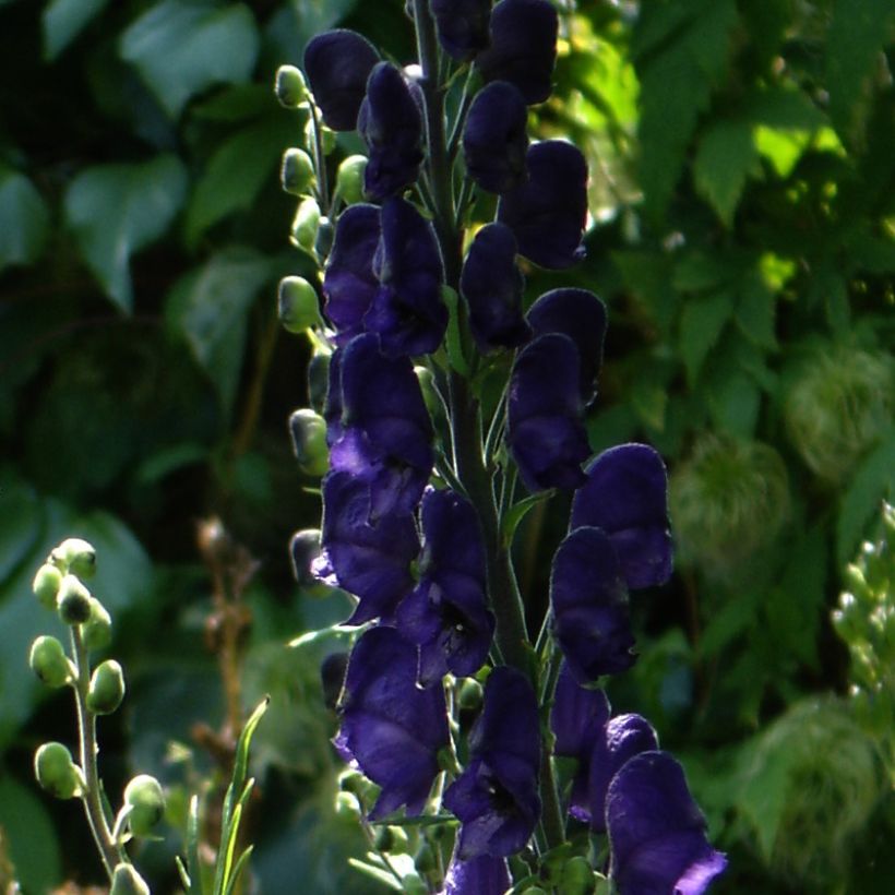 Aconitum henryi Spark's Variety (Floración)