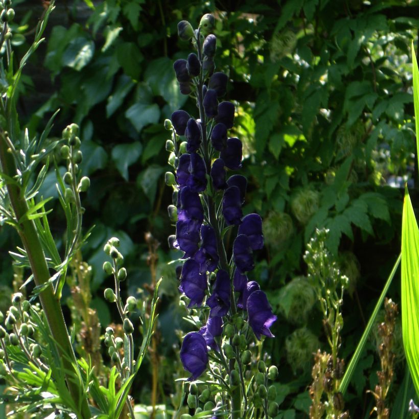 Aconitum henryi Spark's Variety (Porte)