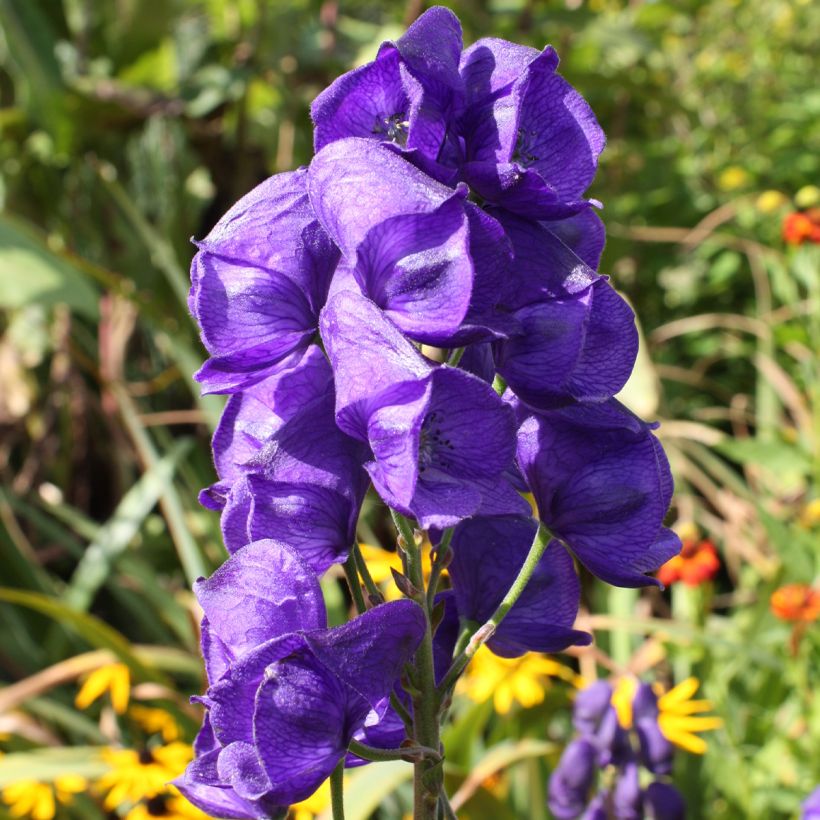 Aconitum carmichaelii Royal Flush (Floración)